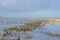 Large, dense flock of Wigeon (Anas penelope), Common Teal (Anas crecca), Northern shoveler (Anas / Spatula clypeata) and Northern lapwings (Vanellus vanellus) resting on largely flooded marshy pasture...