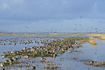 Large, dense flock of Wigeon (Anas penelope), Common Teal (Anas crecca) and Northern shoveler (Anas / Spatula clypeata) resting on largely flooded marshy pastureland with Northern lapwings (Vanellus v...