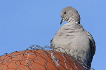 Collared dove (Streptopelia decaocto) perched on a chimney pot, Gloucestershire, UK, January.