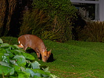 Reeve's muntjac deer / Barking deer (Muntiacus reevesi) buck grazing a garden lawn at night close to a house, Wiltshire, UK, March.  Taken by a remote DSLR camera trap.