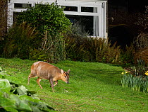 Reeve's muntjac deer / Barking deer (Muntiacus reevesi) doe crossing a garden lawn at night close to a house, Wiltshire, UK, March.  Taken by a remote DSLR camera trap.