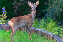 Alert young Roe deer (Capreolus capreolus) buck with developing horns standing on a terraced garden lawn, Wiltshire garden, UK, October.