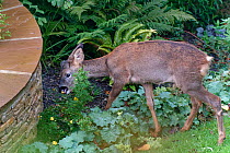 Young Roe deer (Capreolus capreolus) buck browsing Potentilla flowers and leaves in a flowerbed, Wiltshire garden, UK, October.
