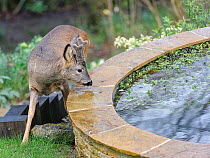 Young Roe deer (Capreolus capreolus) buck with developing horns in velvet approaching a garden pond, Wiltshire garden, UK, February.