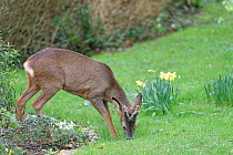 Roe deer (Capreolus capreolus) buck with developing horns in velvet standing partly on a flowerbed as it grazes grass on a lawn near flowering Daffodils, Wiltshire garden, UK, February.