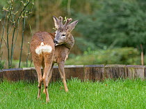 Roe deer (Capreolus capreolus) buck with developing horns in velvet grooming itself as it stands on a garden lawn, Wiltshire garden, UK, February.