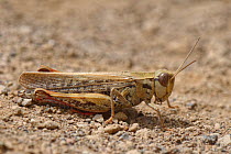 Canarian pincer grasshopper (Calliptamus plebeius) on volcanic ash, Teide National Park, Tenerife, Canary Islands, August.