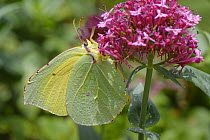 Canary Islands Brimstone (Gonepteryx cleobule) a species endemic to highland parts of the Canaries nectaring on Red valerian (Centranthus ruber) flowers on a garden wall, Chamorga, Anaga Rural Park,...
