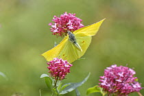 Canary Islands Brimstone (Gonepteryx cleobule) species endemic to highland parts of the Canaries, taking off from Red valerian (Centranthus ruber) flowers Chamorga, Anaga Rural Park, Tenerife, August...