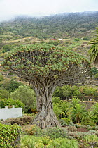 Ancient Canary Islands dragon tree / Drago (Dracaena draco) &#39;El Drago Milenario&#39;, claimed to be a thousand years old, Icod de los Vinos, Tenerife, Canary Islands, Spain, August 2019.