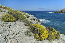 Eternal / Everlasting flower (Helichrysum stoechas) clumps flowering on a rocky coast, near Arta, Majorca east coast, May.