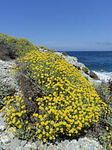 Eternal / Everlasting flower (Helichrysum stoechas) clumps flowering on a rocky coast, near Arta, Majorca east coast, May.