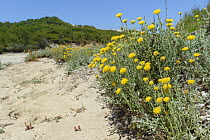 Eternal / Everlasting flower (Helichrysum stoechas) clumps flowering on sand dunes behind a beach, near Arta, Majorca east coast, May.