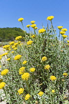 Eternal / Everlasting flower (Helichrysum stoechas) clumps flowering on sand dunes behind a beach, near Arta, Majorca east coast, May.