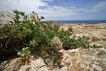 Hairy Canary clover (Dorycnium hirsutum) flowering on limestone cliff tops, Majorca south coast, May.