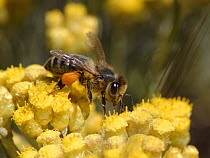 Honeybee (Apis mellifera) nectaring on Eternal / Everlasting flower (Helichrysum stoechas) clump flowering on sand dunes, Mondrago Natural Park, Majorca south coast, May.
