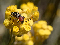Longhorn beetle (Chlorophorus trifasciatus) nectaring on Eternal / Everlasting flower (Helichrysum stoechas) clump flowering on sand dunes, Mondrago Natural Park, Majorca south coast, May.