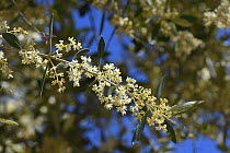 Olive tree flowers (Olea europaea), Majorca, Spain, June.
