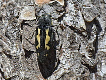 Painted jewel beetle (Buprestis novemmaculata) on Pine tree bark, Mondrago Natural Park, Santanyi, Majorca, May.