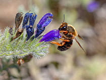 Mason bee / Leafcutter bee (Megachile / Chalicodoma sicula) nectaring on Sand viper's bugloss (Echium salbulicola) flowering on sandy coastal scrubland, Mondrago Natural Park, Majorca south coast, May...