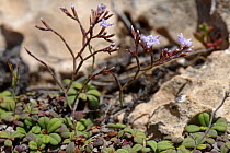 Dwarf statice / sea Lavender (Limonium minutum) flowering on limestone cliff tops, Majorca south coast, May.