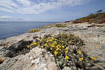 Eternal / Everlasting flower (Helichrysum stoechas) clump flowering on limestone cliff tops, Majorca south coast, May.