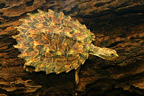 White-throated snapping turtle (Elseya albagula) juvenile, Fitzroy River tributary, Queensland, Australia