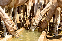 Nomads with their dromedary herds in an artificial water well in the Sahara desert, northern Chad. September 2019.