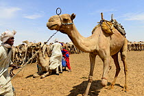Nomads with their Dromedary camel (Camelus dromedarius) herds in an artificial water well in the Sahara desert, northern Chad. September 2019.