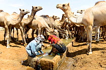 Nomads at an artifical well with their Dromedary camel (Camelus dromedarius) herd in the Sahara desert, northern Chad. September 2019.