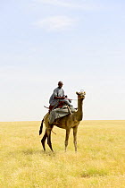 Nomad from the Goran ethnic group mounted on aDromedary camels (Camelus dromedarius) Northern Chad. September 2019.