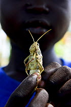 Child holding up a migratory locust, Southern Chad. September 2019.