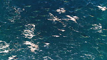Aerial tracking shot of a superpod of Short-beaked common dolphins (Delphinus delphis) at the surface, Sea of Cortez, Baja California, Mexico.