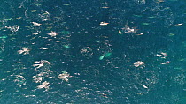 Aerial tracking shot of a superpod of Short-beaked common dolphins (Delphinus delphis) at the surface, Sea of Cortez, Baja California, Mexico.