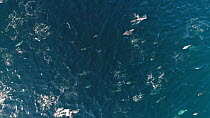 Aerial tracking shot of a superpod of Short-beaked common dolphins (Delphinus delphis), Sea of Cortez, Baja California, Mexico.