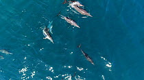 Aerial tracking shot of a pod of Short-beaked common dolphins (Delphinus delphis) at the surface, Baja California, Mexico.
