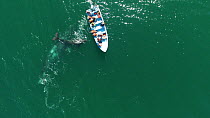 Aerial shot of a female Grey whale (Eschrichtius robustus) and calf interacting with tourists in a boat, San Ignacio Lagoon, Baja California, Mexico.