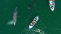 Aerial shot of a female Grey whale (Eschrichtius robustus) and two calves interacting with tourists in a boat, San Ignacio Lagoon, Baja California, Mexico.