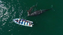 Aerial shot of a female Grey whale (Eschrichtius robustus) and calf interacting with tourists in a boat, San Ignacio Lagoon, Baja California, Mexico.