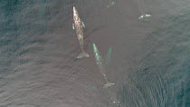 Aerial shot of Grey whales (Eschrichtius robustus) migrating to breeding grounds, Baja California, Mexico.