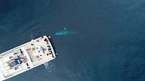 Aerial shot of a Grey whale (Eschrichtius robustus) approaching a tourist boat anchored in San Ignacio Lagoon, Baja California, Mexico.