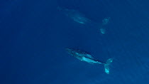 Aerial shot of a Humpback whale (Megaptera novaeangliae) surfacing, North Pacific, Baja California, Mexico, April 2017