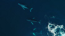 Aerial shot of a group of Humpback whales (Megaptera novaeangliae) surfacing and blowing, Baja California, Mexico.