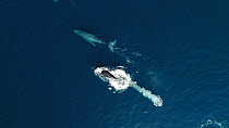 Aerial shot of three Humpback whales (Megaptera novaeangliae) surfacing and blowing, Baja California, Mexico.