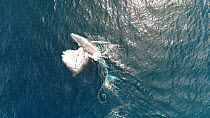 Aerial shot of a Humpback whale (Megaptera novaeangliae) flipper flapping, Baja California, Mexico.