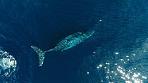 Aerial shot of a Humpback whale (Megaptera novaeangliae) surfacing, Baja California, Mexico.