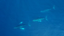 Aerial shot of three Humpback whales (Megaptera novaeangliae) surfacing, Baja California, Mexico.