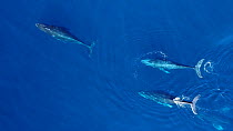 Aerial shot of four Humpback whales (Megaptera novaeangliae) surfacing, Baja California, Mexico.