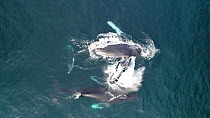 Aerial shot of Humpback whales (Megaptera novaeangliae) flipper flapping, showing aggressive behaviour, Baja California, Mexico.