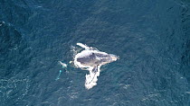 Aerial shot of a Humpback whale (Megaptera novaeangliae) flipper flapping, showing aggressive behaviour, Baja California, Mexico.